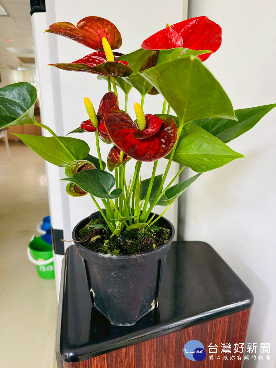 一盆植栽一份自信       桃療幸福園藝工作坊以ESG精神陪伴永續就業