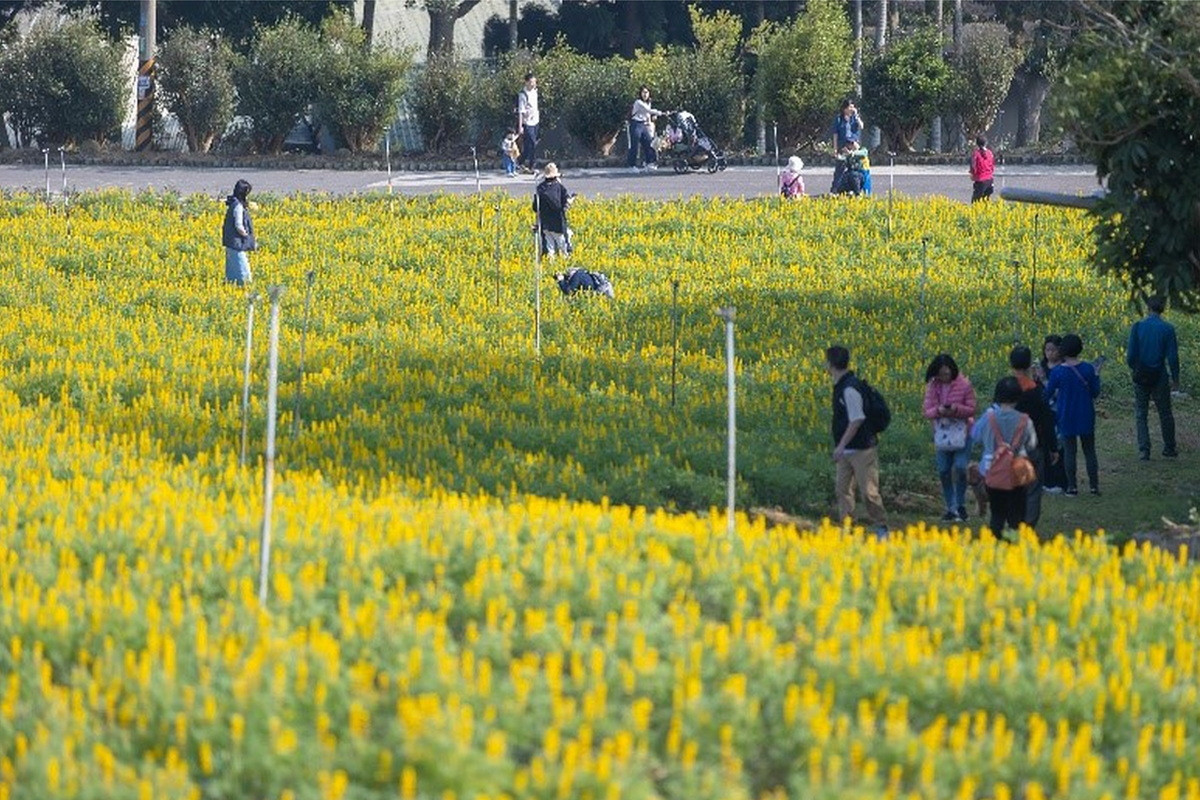 桃園魯冰花季2/26登場　活動亮點搶先看