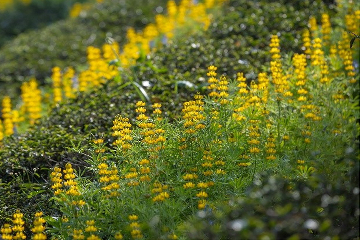 2026魯冰花季農曆春節後登場，種植面積達12公頃為全臺之最。