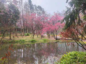 奧萬大生態池櫻花盛開。（林業及自然保育署南投分署提供）