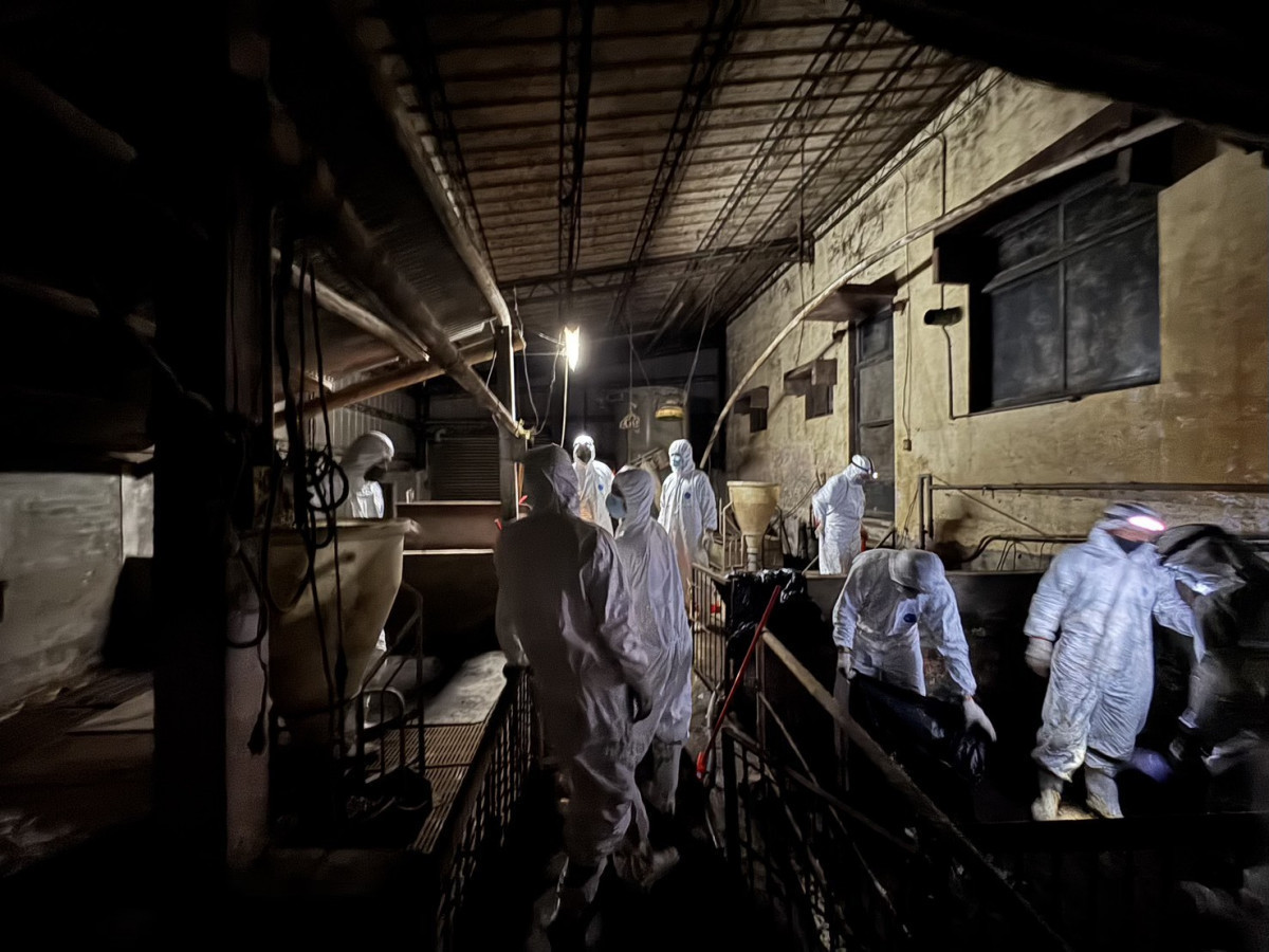 認定處置非洲豬瘟疫情失當　監院彈劾4名中市府官員