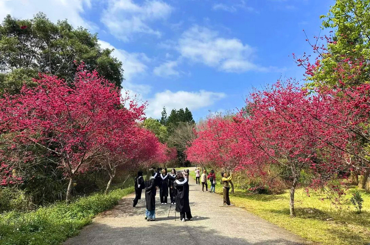 目前暨大校園櫻花已逐步盛開中，預計將於2月14日至22日的9天春節連假期間「大盛開」。（暨大提供）<br />
<br />
<br />
