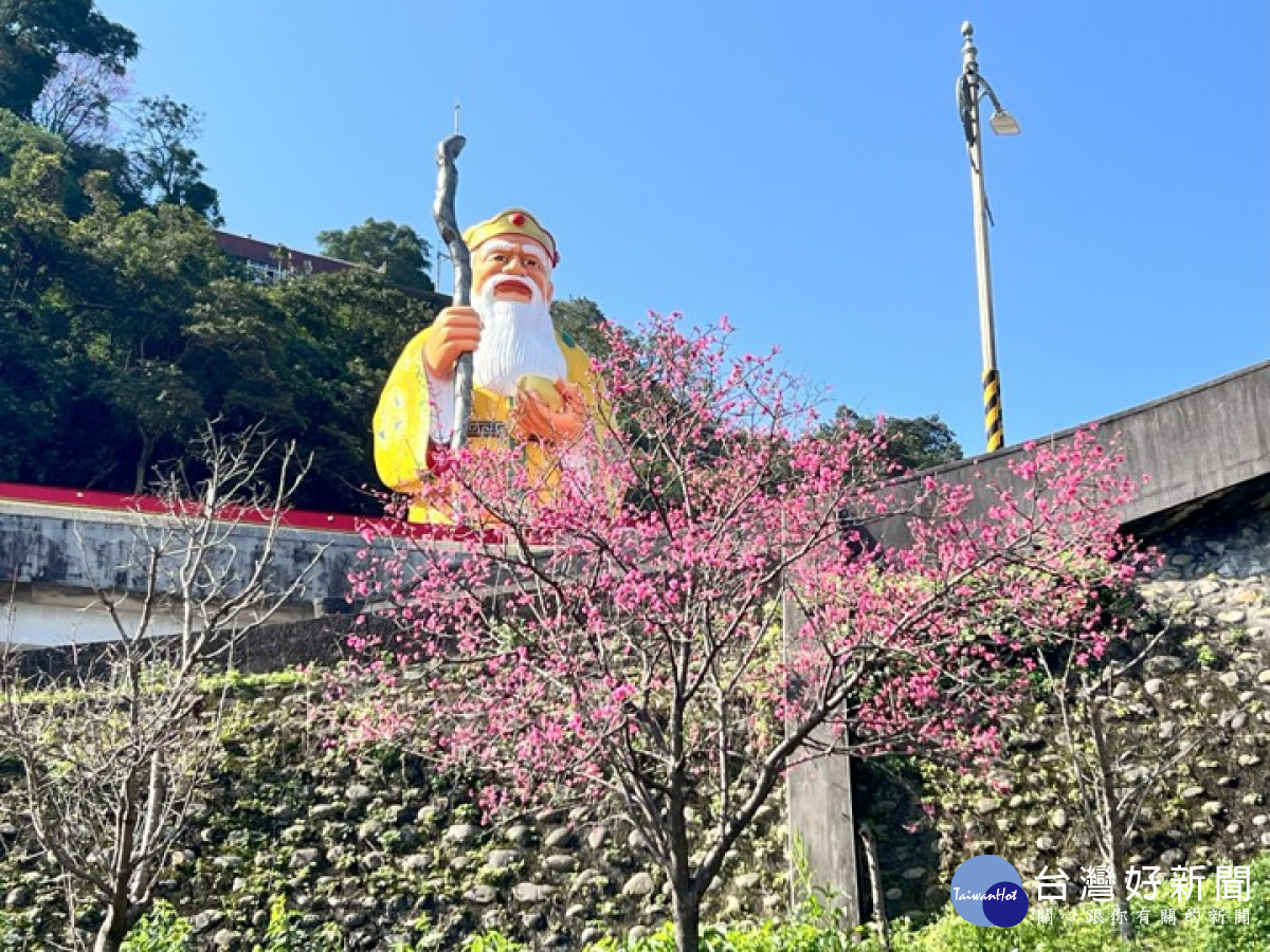 新北追櫻小旅行　推薦中和烘爐地、土城太極嶺賞櫻