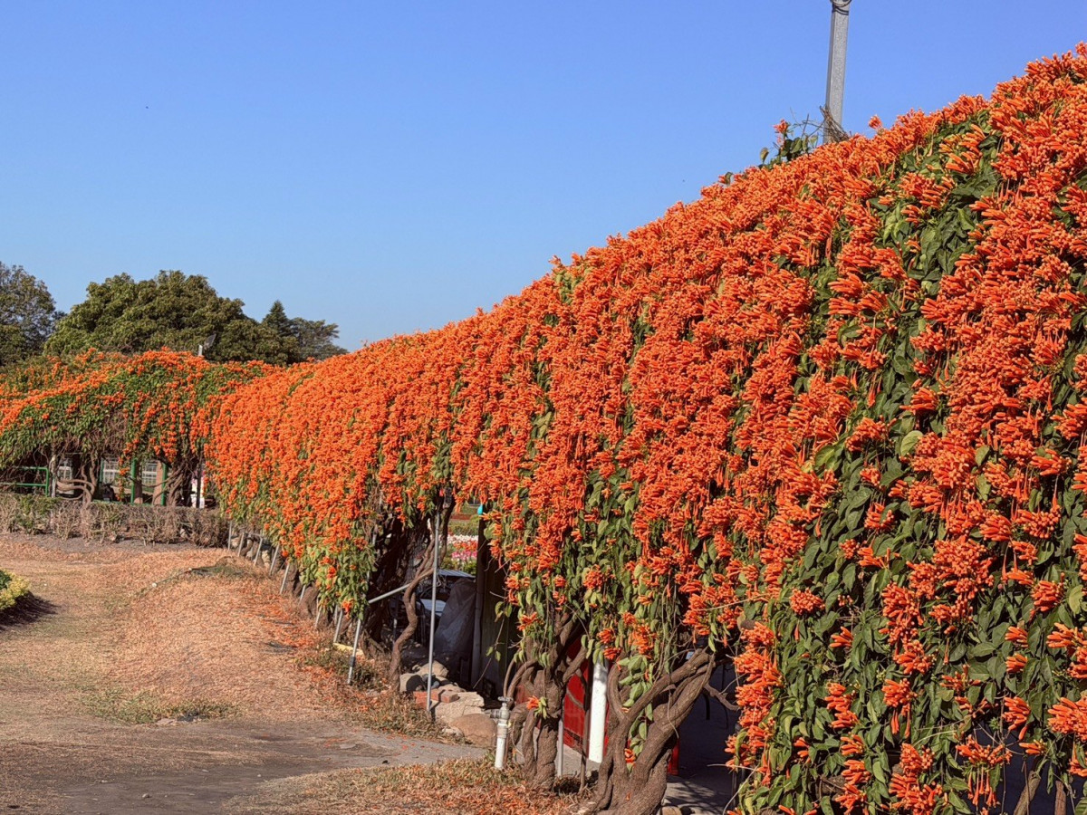 中社觀光花市百花齊開迎春　過年賞花打卡好去處