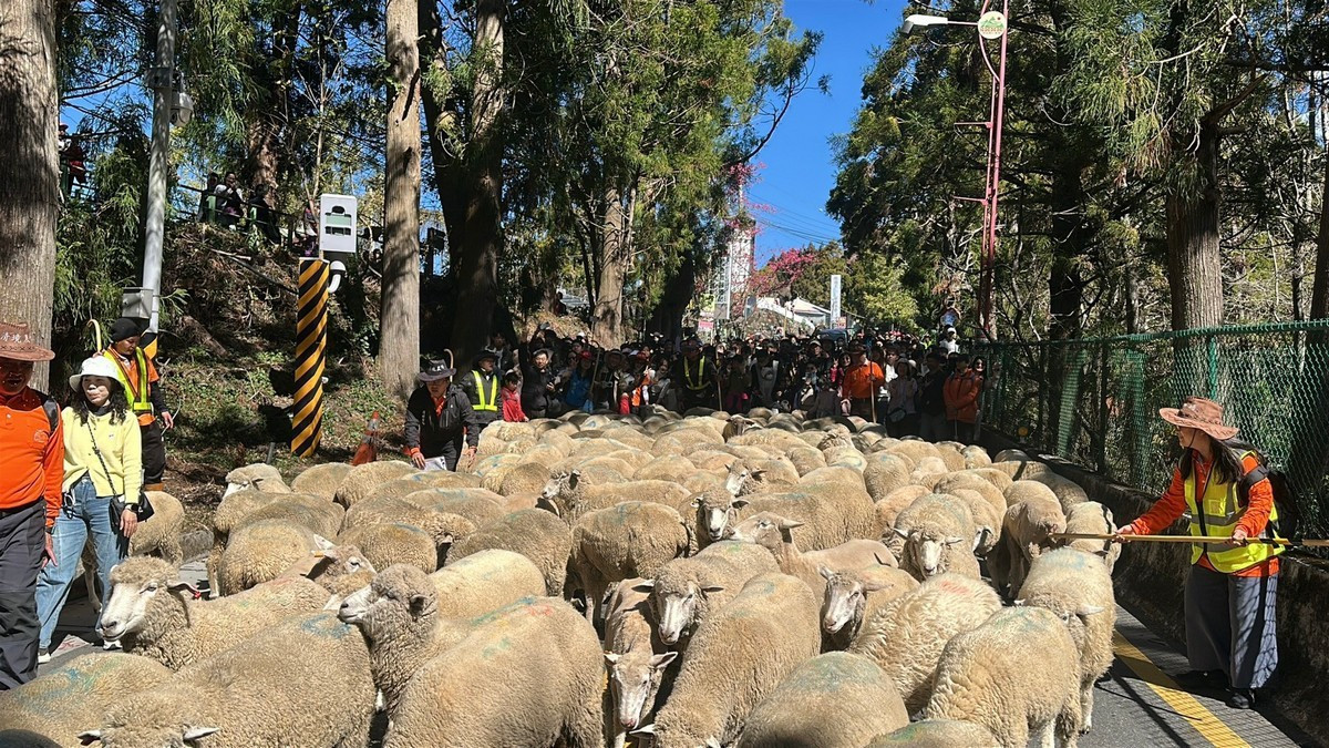 清境農場奔羊節系列活動，馬年奔羊拜早年。（清境農場提供）