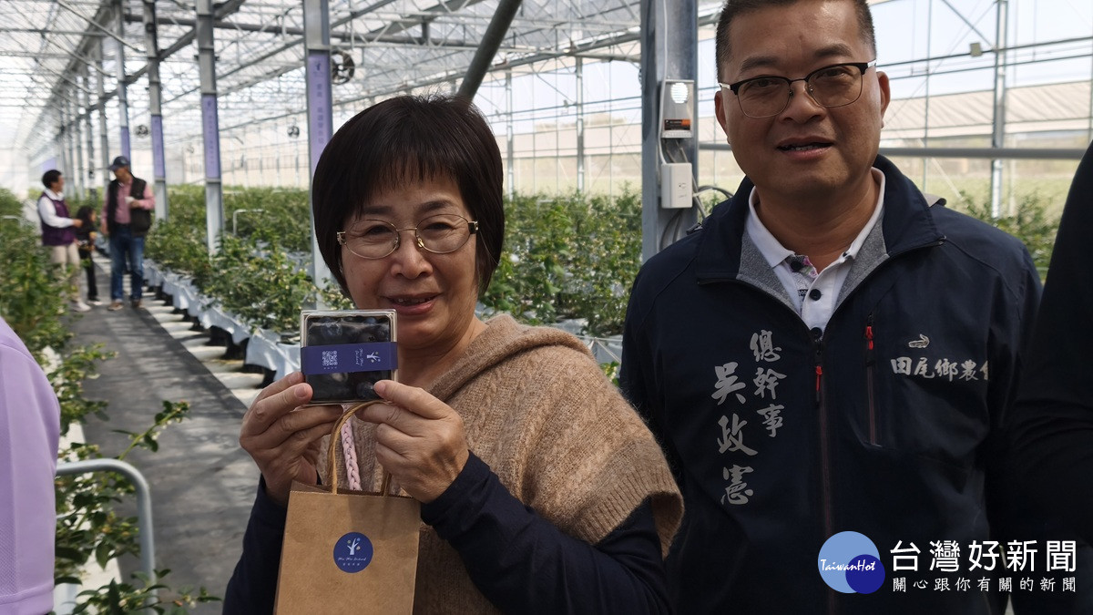 在地藍莓熟了！田尾「莓莓果園」盛大開幕   打造精緻農業新地標