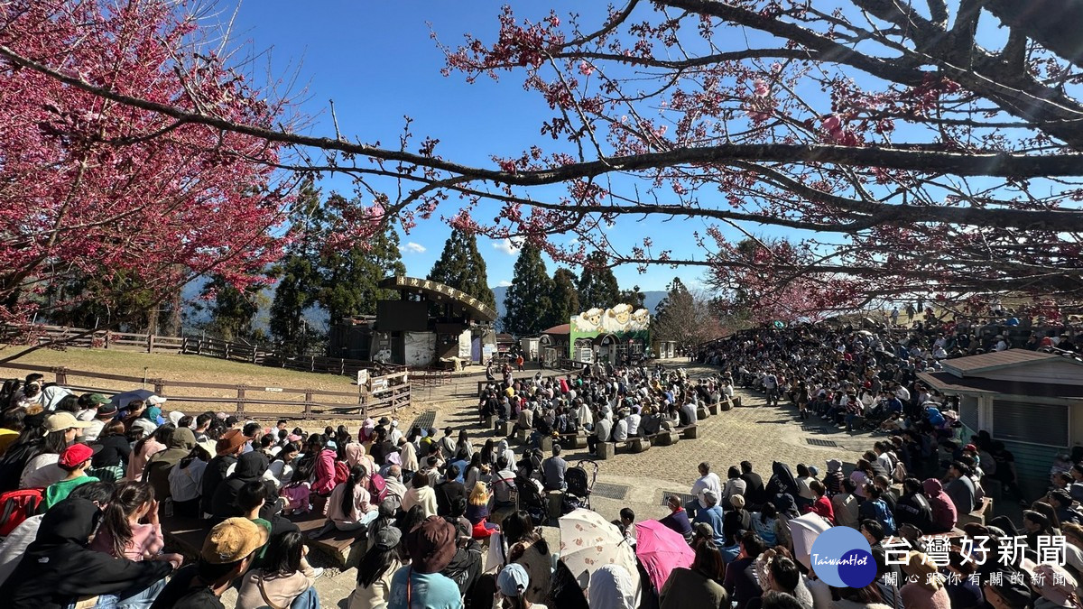 清境農場新年連假湧人潮　綿羊秀、馬術秀成吸客利器