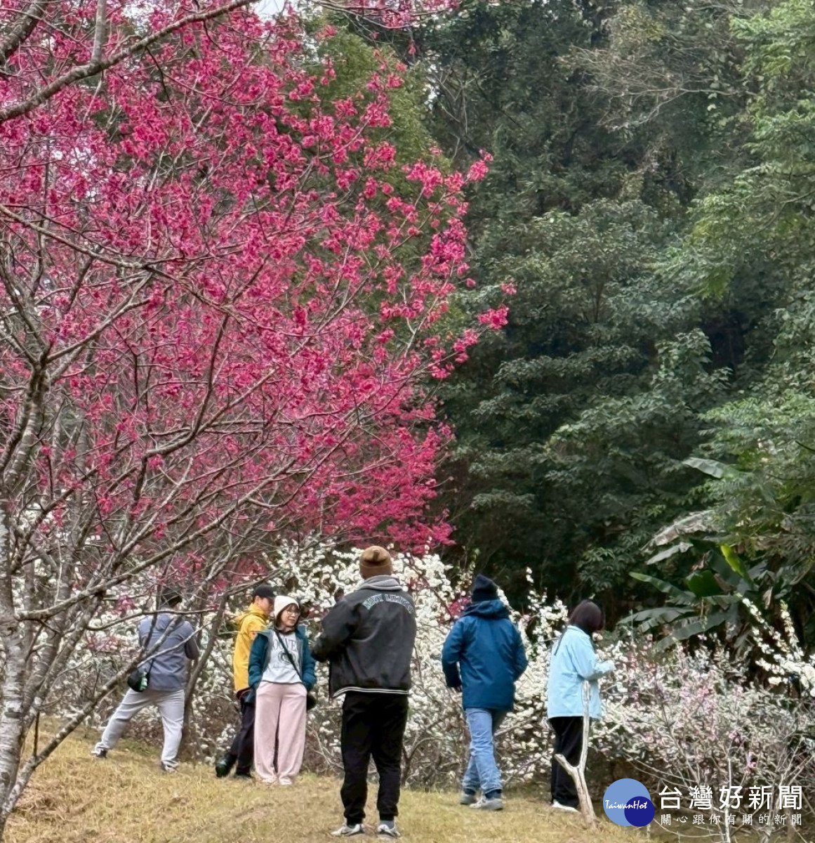 農曆春節季節限定繽紛花季　東勢林場櫻花+李花同時綻放