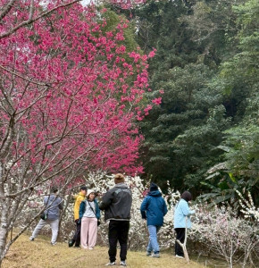 東勢林場櫻花、李花同時盛開，吸引遊客前往踏青賞花。（圖/東勢林場）