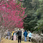 東勢林場櫻花、李花同時盛開，吸引遊客前往踏青賞花。（圖/東勢林場）
