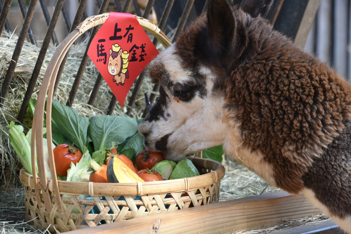 馬到福到迎新歲　竹市動物園送「快樂加馬」小春聯