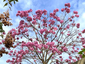 洋紅風鈴木樹冠花朵滿開（圖／台北市政府提供)