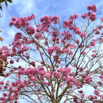 洋紅風鈴木樹冠花朵滿開（圖／台北市政府提供)