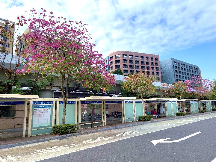 漫步於人行道觀賞洋紅風鈴木樹（圖／台北市政府提供)