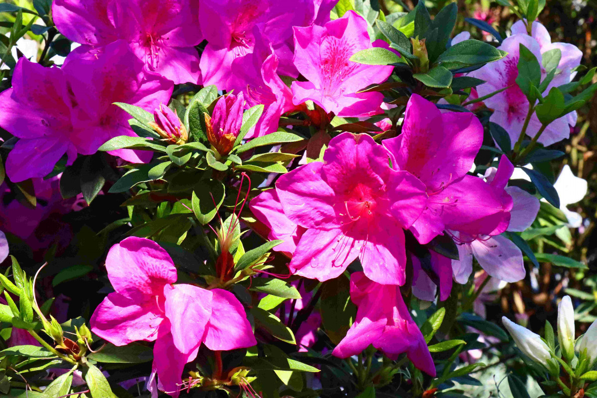 萬金杜鵑賞花新景點　大鵬足湯公園「滿山園」新春登場