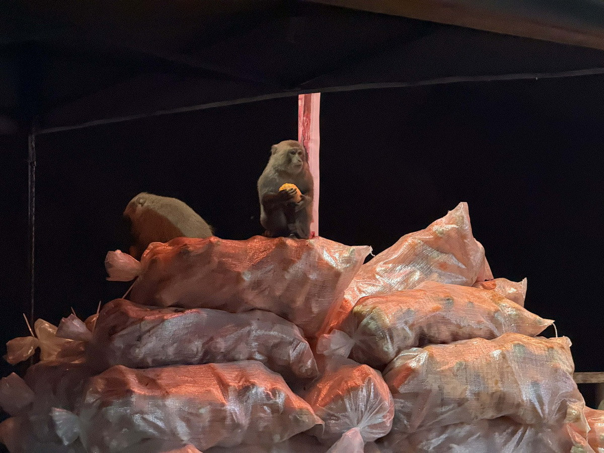 猴群明目張膽的來搶食材。（受天宮提供）