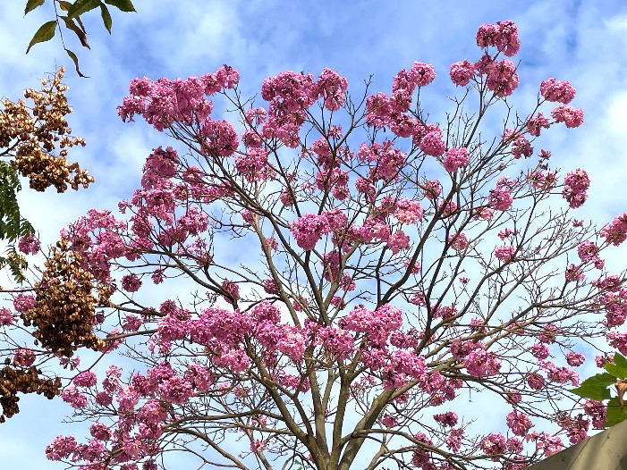 圓山玉門街「洋紅風鈴木」浪漫綻放　串聯花博市集、晴光美食打造最美散步路線