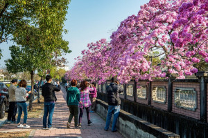 嘉義市正值洋紅風鈴木盛開季節，市府歡迎全國民眾來嘉走春／嘉義市府提供