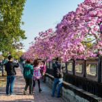 嘉義市正值洋紅風鈴木盛開季節，市府歡迎全國民眾來嘉走春／嘉義市府提供