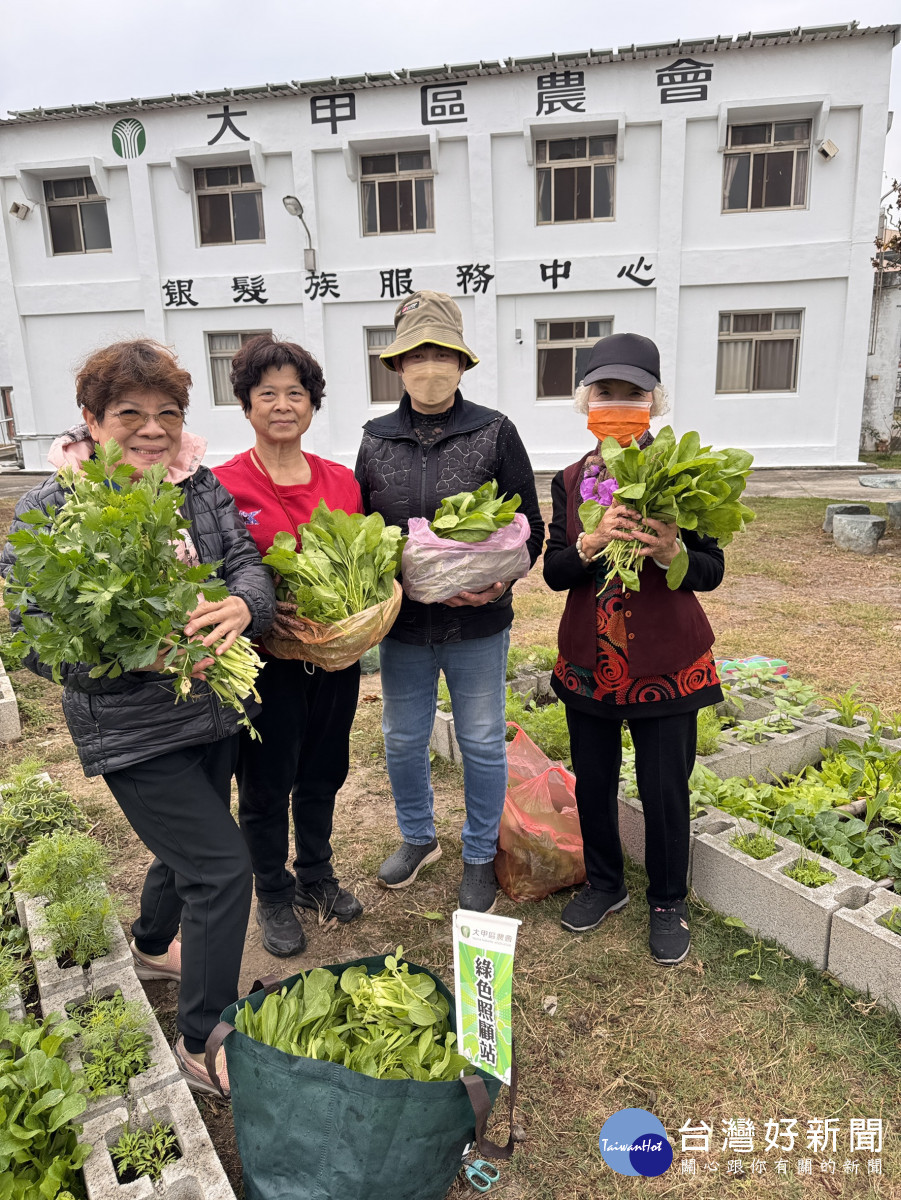 大甲區農會日南綠色照顧站一米菜園春節大豐收　學員歡喜採摘健康加菜