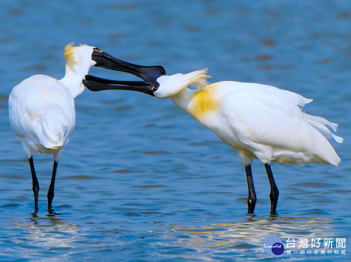 黑面琵鷺相互理羽