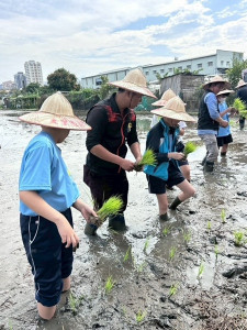 小朋友插秧。林重鎣