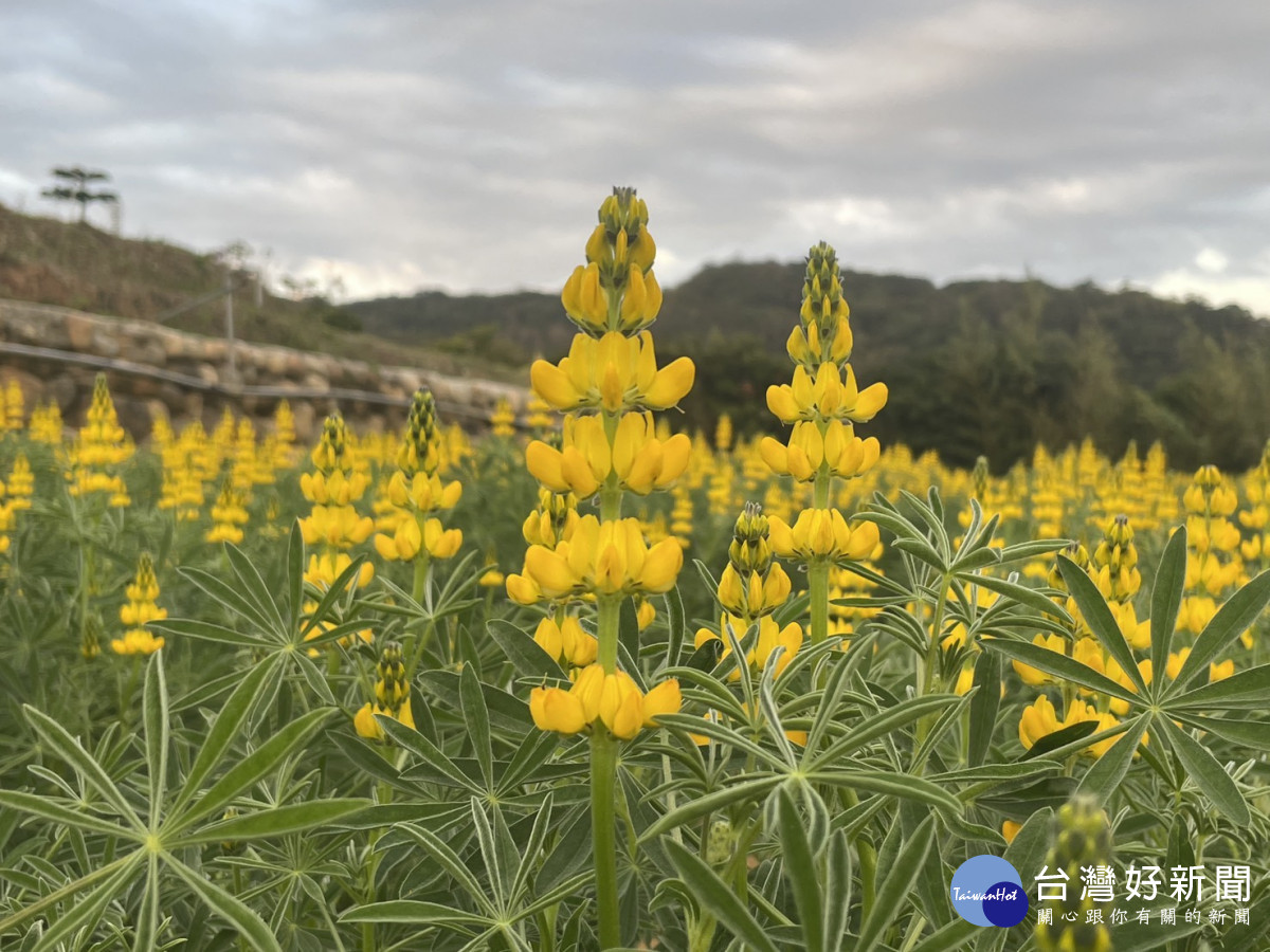 「2026桃園魯冰花季」。