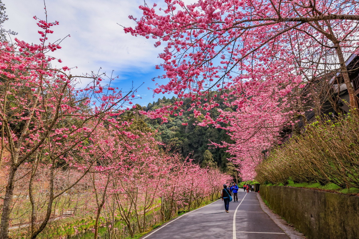 杉林溪櫻花勝景獨步全台　美不勝收的春日花卉盛宴