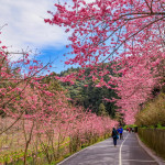 杉林溪粉紅椿寒櫻盛開，木屋區兩旁有賞櫻步道。（杉林溪渡假園區提供）