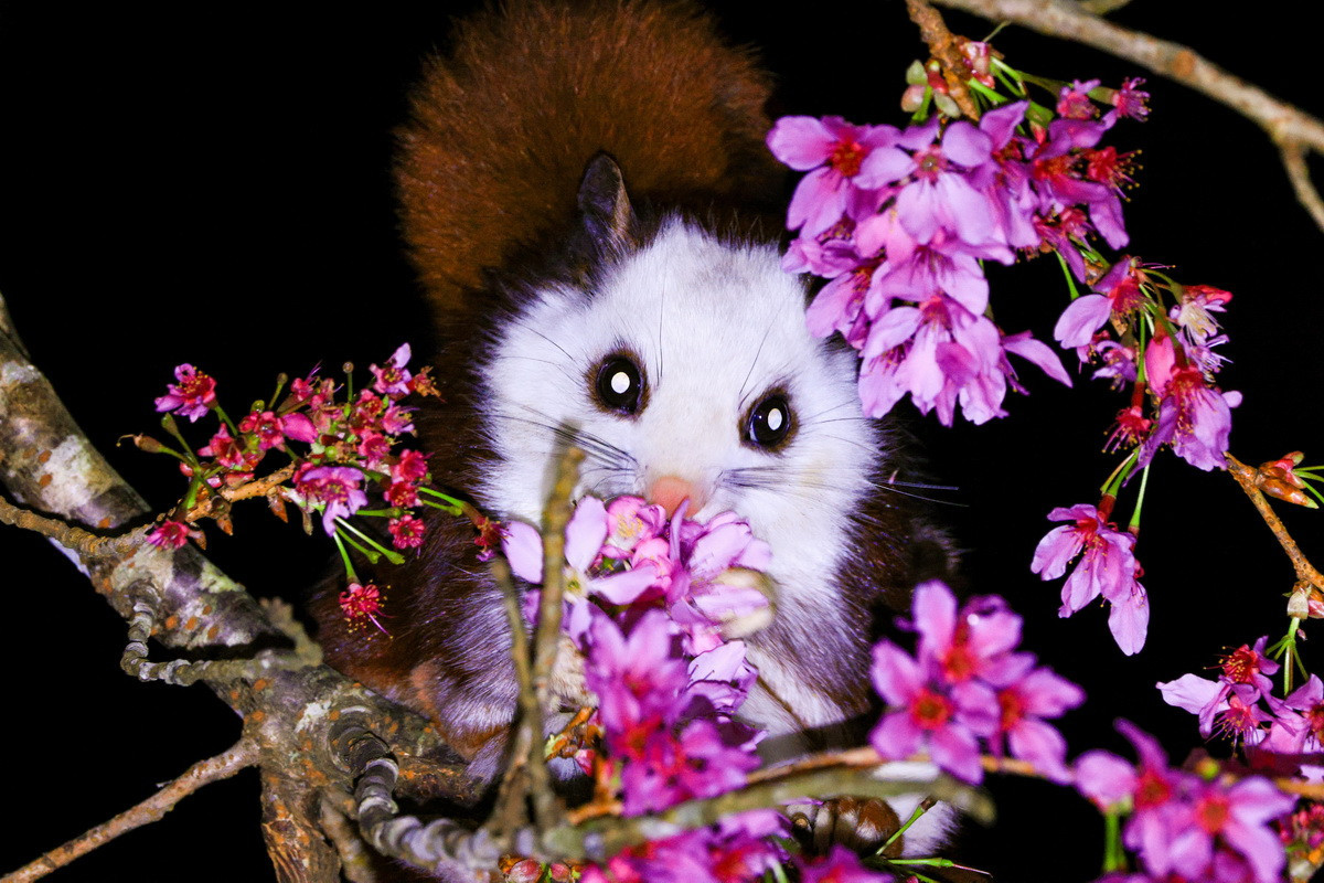 難得捕捉到白面鼯鼠覓食中畫面。（杉林溪渡假園區提供）