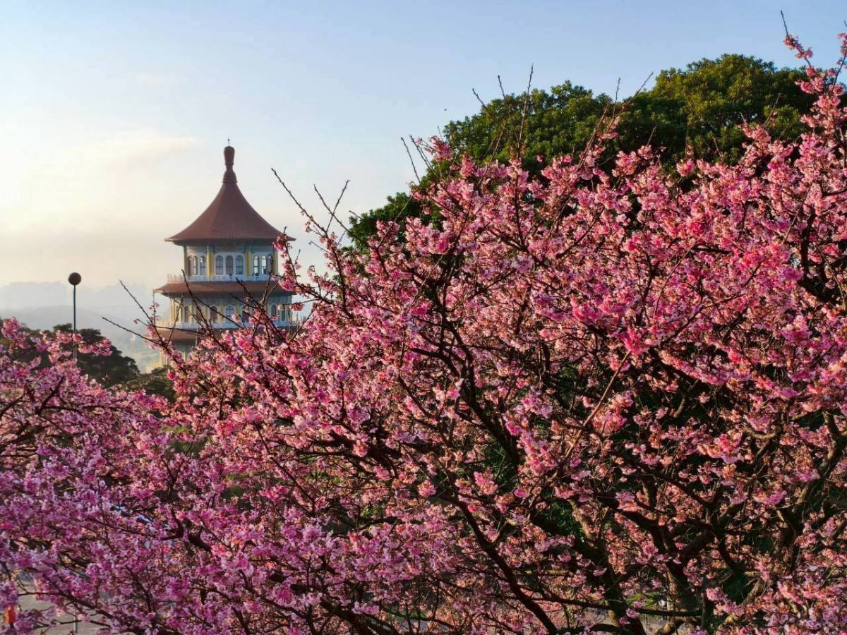 新北春季賞花健行　淡水天元宮、三芝三生步道櫻花綻放