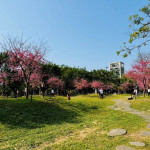 粉紅花海浪漫登場　大安森林公園雙櫻爭豔（圖／台北市政府提供）
