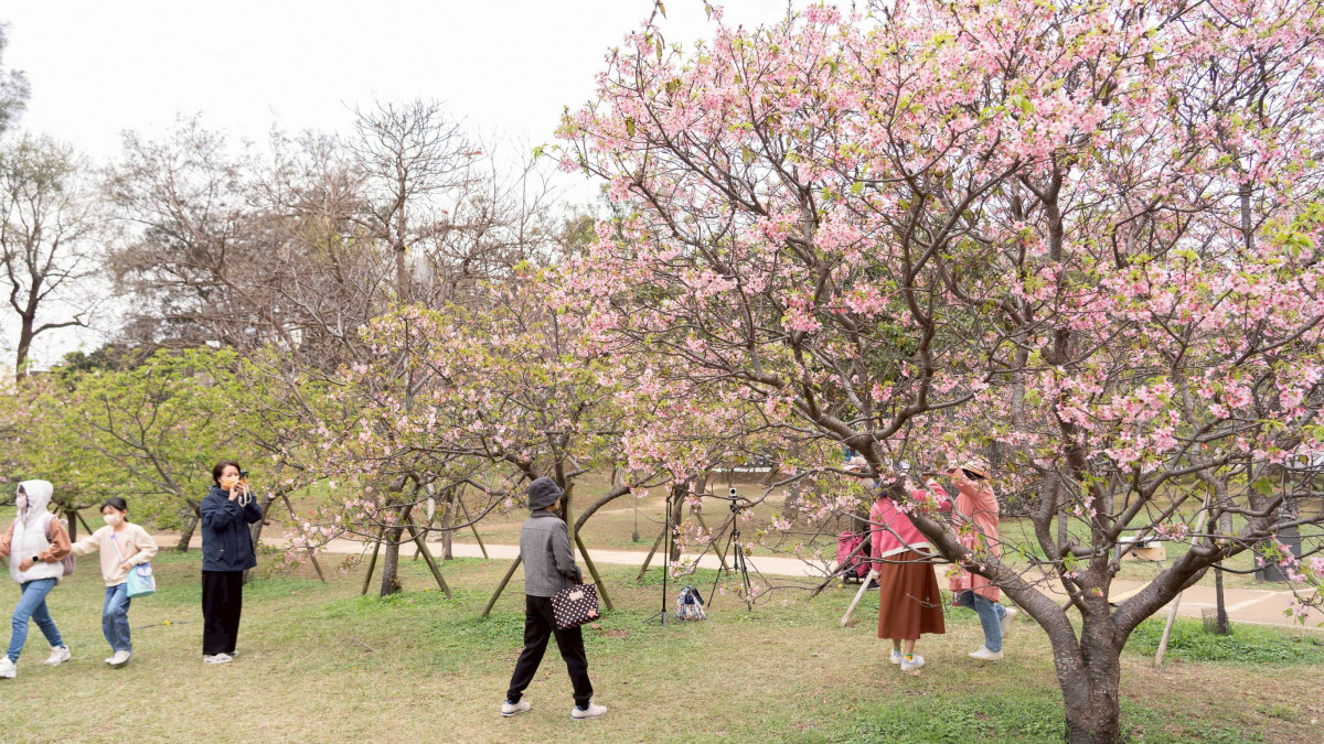 新竹公園櫻花接力綻放　竹市賞花季浪漫揭幕