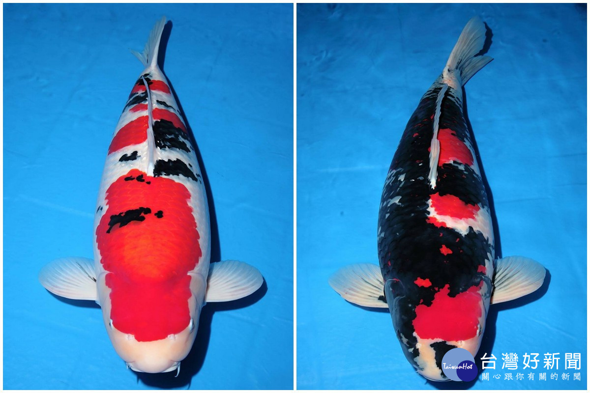 「2026年元宵節錦鯉博覽品評會」中全體總冠軍（左）、巨鯉獎A冠軍（右）。 