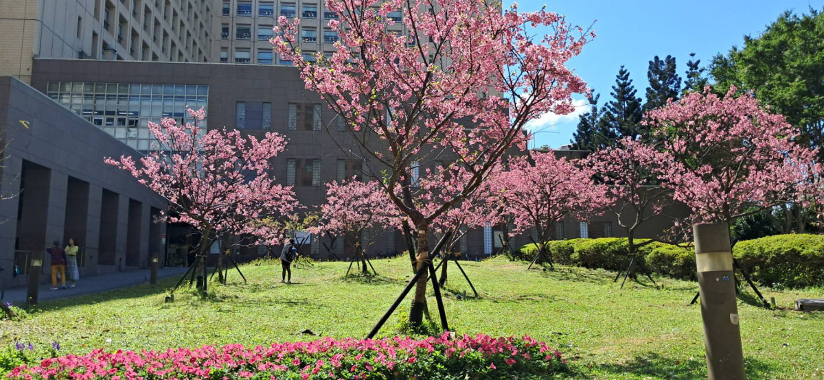 台北市府周邊櫻花盛開　小富士櫻粉紅花海打造都會春季限定風景
