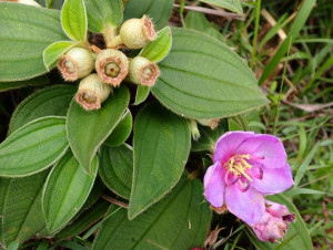 野牡丹(臺灣生物多樣性網絡劉恩豪拍攝)