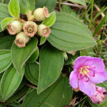 野牡丹(臺灣生物多樣性網絡劉恩豪拍攝)