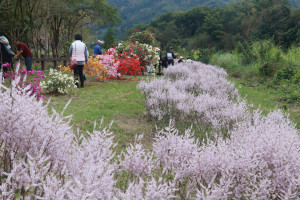 陳炳煌自任義工多年種植九重葛及麝香木營造美麗花道。（記者扶小萍攝）