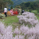 陳炳煌自任義工多年種植九重葛及麝香木營造美麗花道。（記者扶小萍攝）