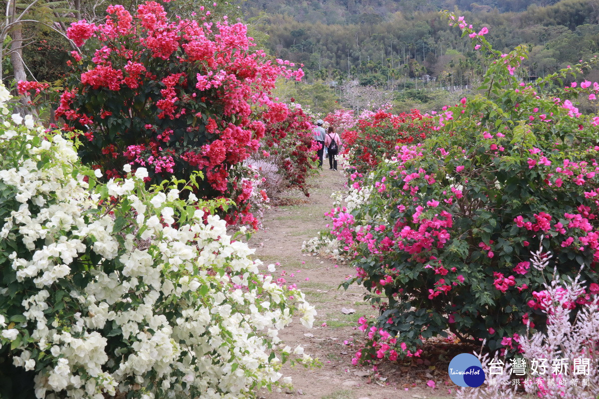 九重葛花道花費5年時間打造美麗景緻。（記者扶小萍攝）