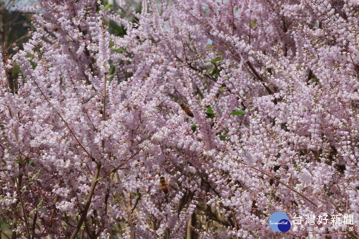 麝香木花開期群蜂聚集非常熱鬧。（記者扶小萍攝）