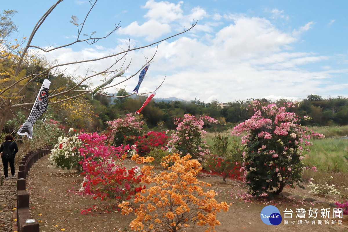 九重葛品系多達百種甚為壯觀。（記者扶小萍攝）