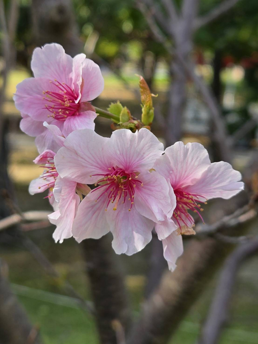 大安森林公園大漁櫻盛開　粉紅花海預告2026台北杜鵑花季3/6接力登場