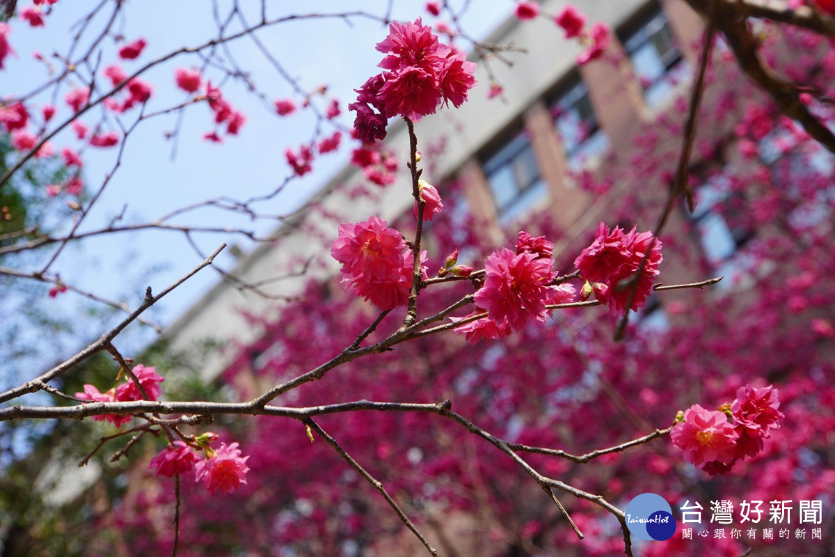 彰化賞櫻秘境  大葉春暖花開迎賓客 民眾把握花期