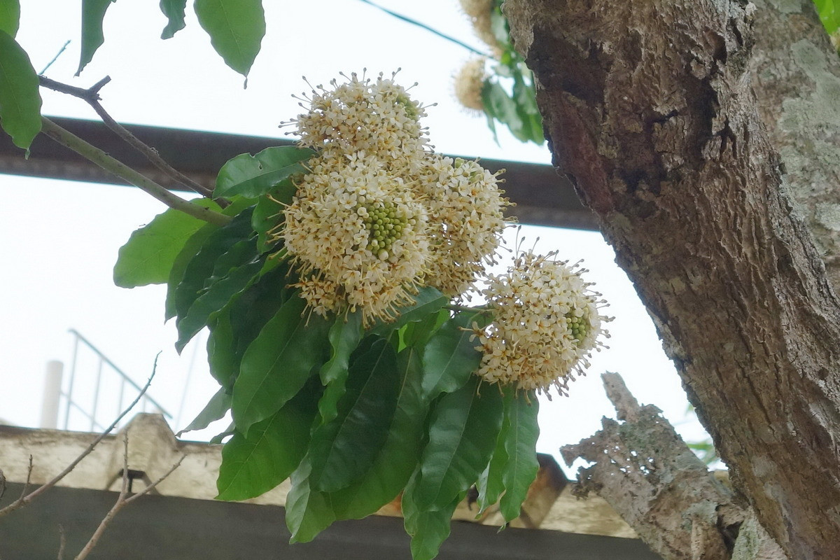 臺灣梭羅木的花及葉。(林保署南投分署提供) 