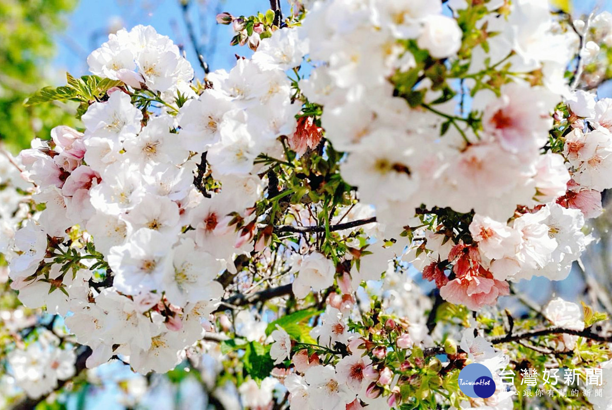 桃園市八德區瑞源街吉野櫻即將盛開     花期至四月中旬民眾把最後賞櫻機會