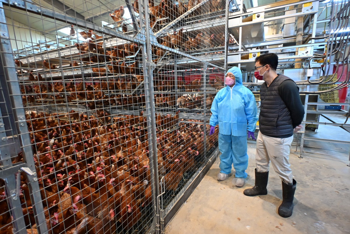 全國首座立體平飼蛋雞場在彰化，全佑牧場成畜牧轉型典範。圖／彰化縣政府提供