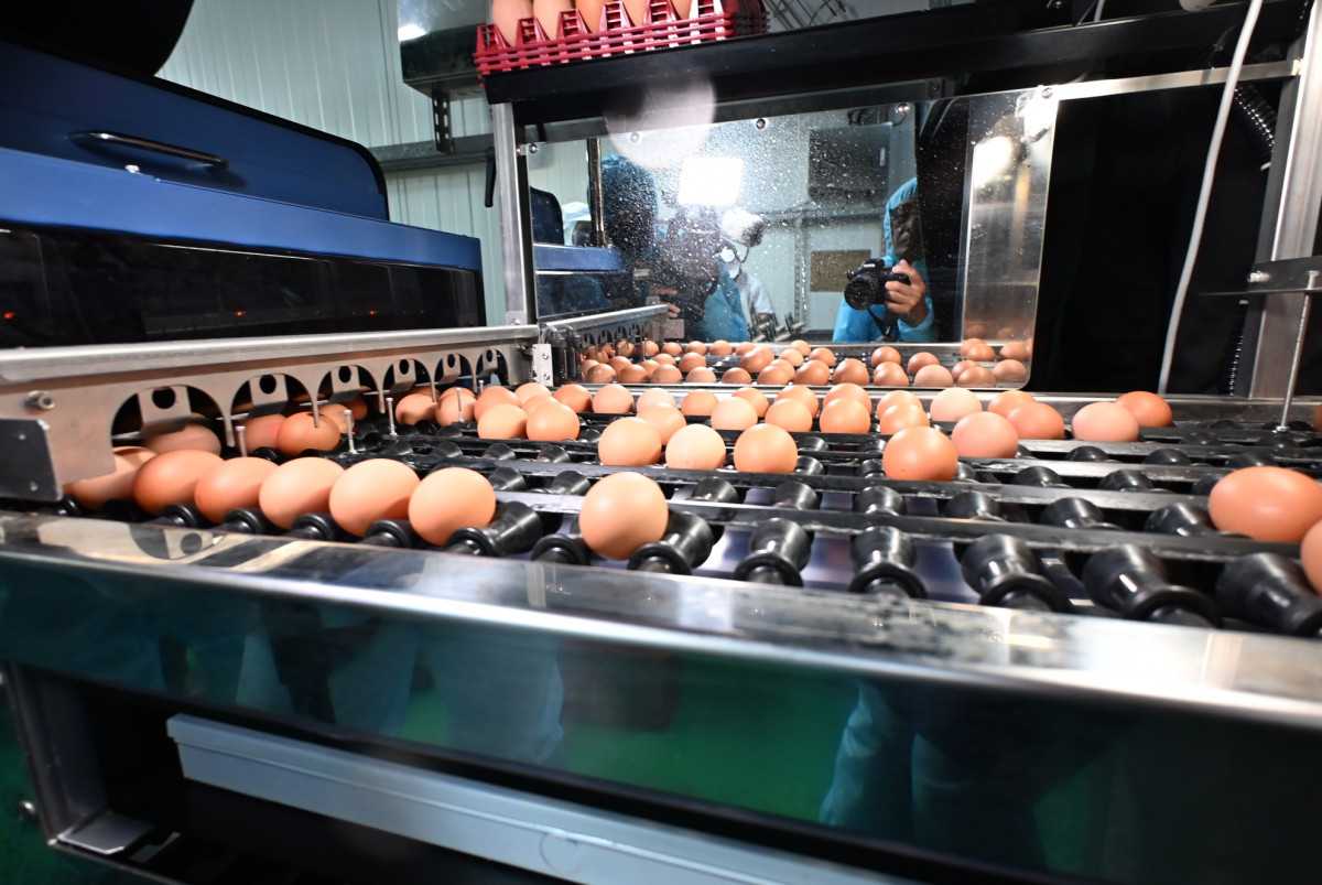 全國首座立體平飼蛋雞場在彰化，全佑牧場成畜牧轉型典範。圖／彰化縣政府提供