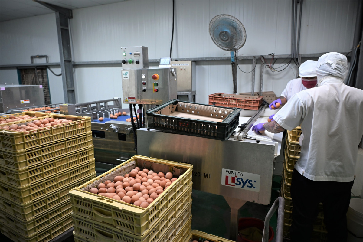 全國首座立體平飼蛋雞場在彰化，全佑牧場成畜牧轉型典範。圖／彰化縣政府提供