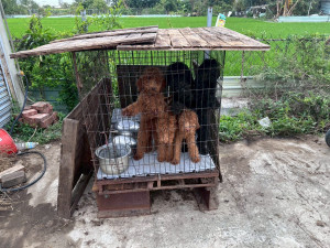 嘉縣家畜所查獲疑似黑心繁殖狗場，現場發現63隻品種犬／嘉義縣府提供